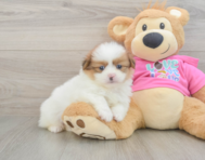 5 week old Shih Pom Puppy For Sale - Windy City Pups