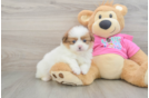 Adorable Pomshi Designer Puppy