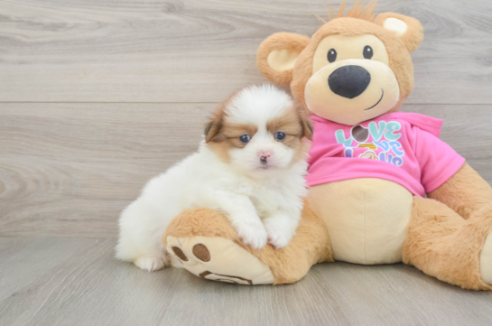 Adorable Pomshi Designer Puppy