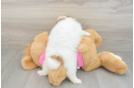 Sweet Shih Pom Baby
