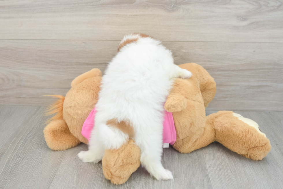 Sweet Shih Pom Baby