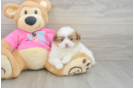 Petite Shih Pom Designer Pup