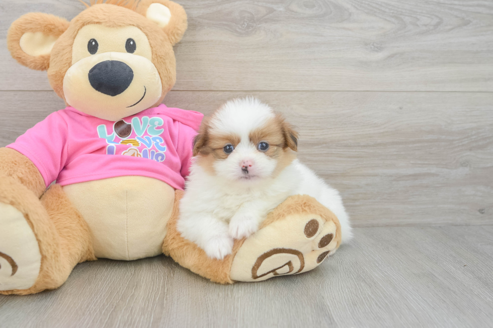 Petite Shih Pom Designer Pup