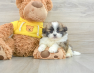 6 week old Shih Pom Puppy For Sale - Windy City Pups