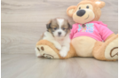Energetic Pomshi Designer Puppy