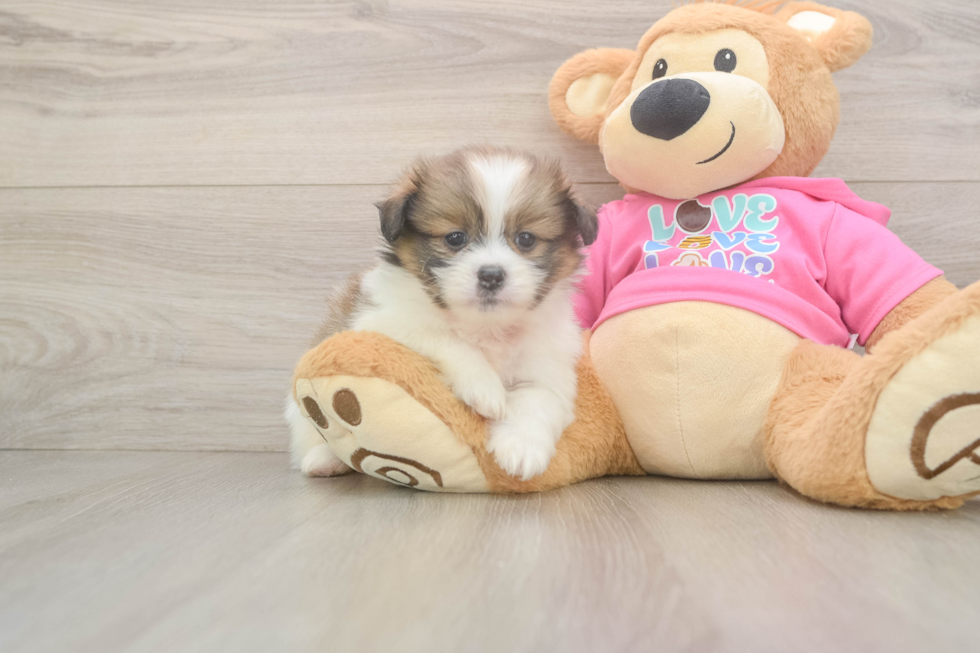 Energetic Pomshi Designer Puppy
