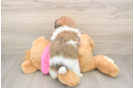Shih Pom Pup Being Cute