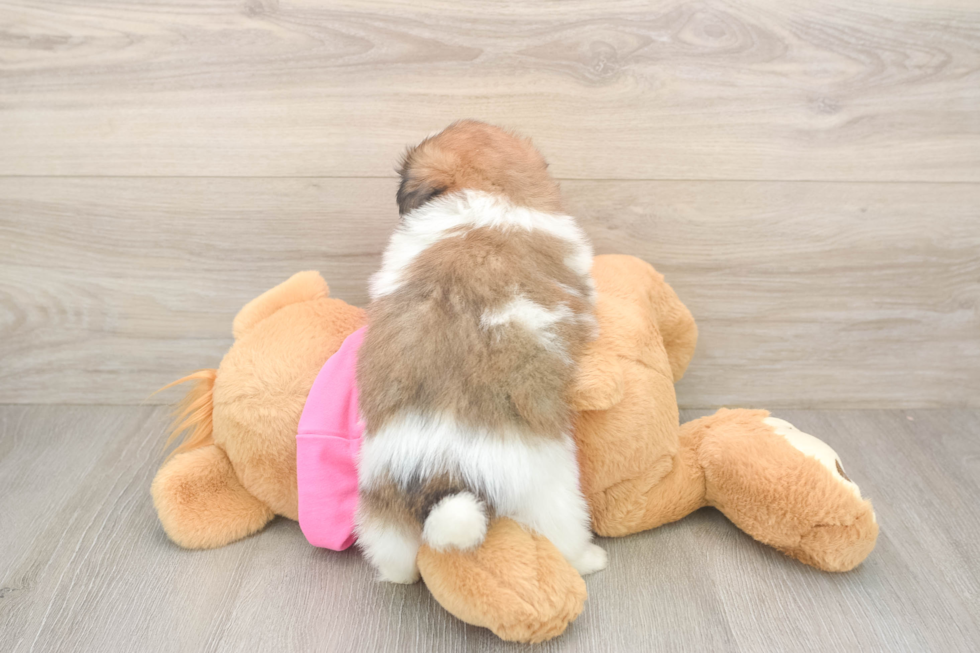 Shih Pom Pup Being Cute