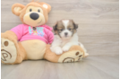 Shih Pom Pup Being Cute