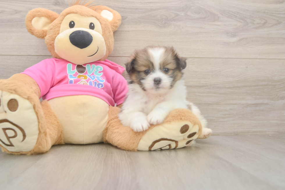 Shih Pom Pup Being Cute