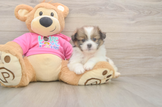 Shih Pom Pup Being Cute