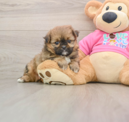 5 week old Shih Pom Puppy For Sale - Windy City Pups