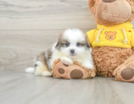 8 week old Shih Pom Puppy For Sale - Windy City Pups