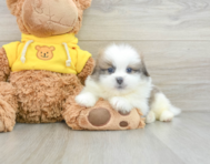 6 week old Shih Pom Puppy For Sale - Windy City Pups