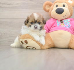 5 week old Shih Pom Puppy For Sale - Windy City Pups