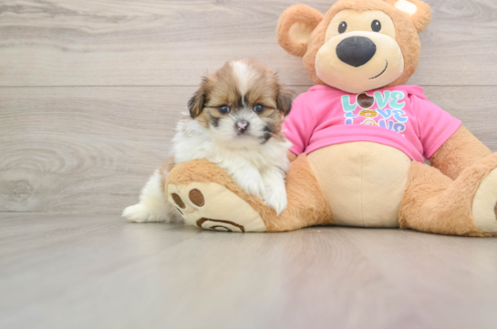 KEVIN, a Shih Pom littermate