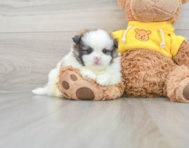 7 week old Shih Pom Puppy For Sale - Windy City Pups