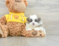 6 week old Shih Pom Puppy For Sale - Windy City Pups