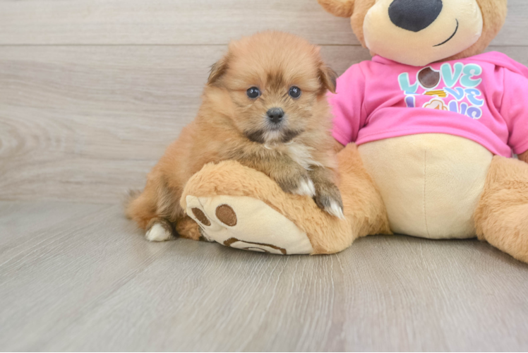 Friendly Shih Pom Baby