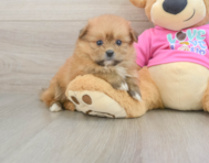 5 week old Shih Pom Puppy For Sale - Windy City Pups