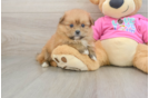 Friendly Shih Pom Baby