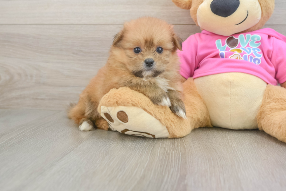 Friendly Shih Pom Baby
