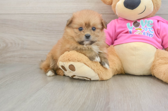 Friendly Shih Pom Baby