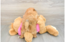 Little Pomatzu Designer Puppy