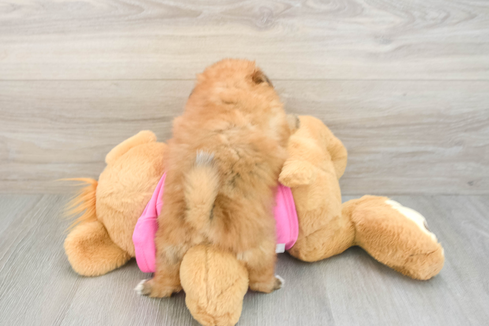 Little Pomatzu Designer Puppy