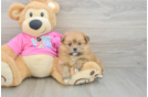Funny Shih Pom Designer Pup