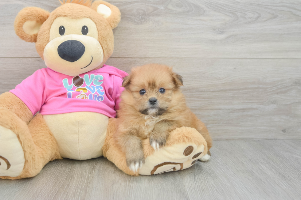 Funny Shih Pom Designer Pup
