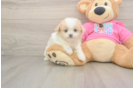 Funny Shih Pom Designer Pup
