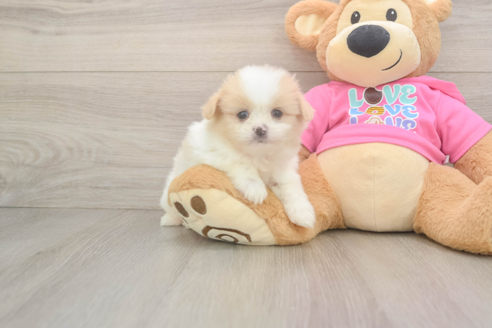 Funny Shih Pom Designer Pup
