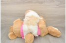 Fluffy Shih Pom Designer Pup
