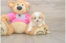 Popular Shih Pom Designer Pup