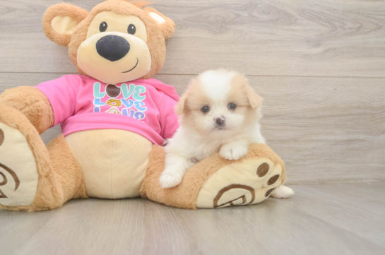 Popular Shih Pom Designer Pup