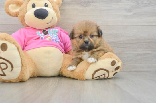 Happy Shih Pom Baby