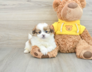 8 week old Shih Pom Puppy For Sale - Windy City Pups