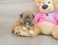 5 week old Shih Pom Puppy For Sale - Windy City Pups