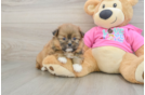 Fluffy Shih Pom Designer Pup