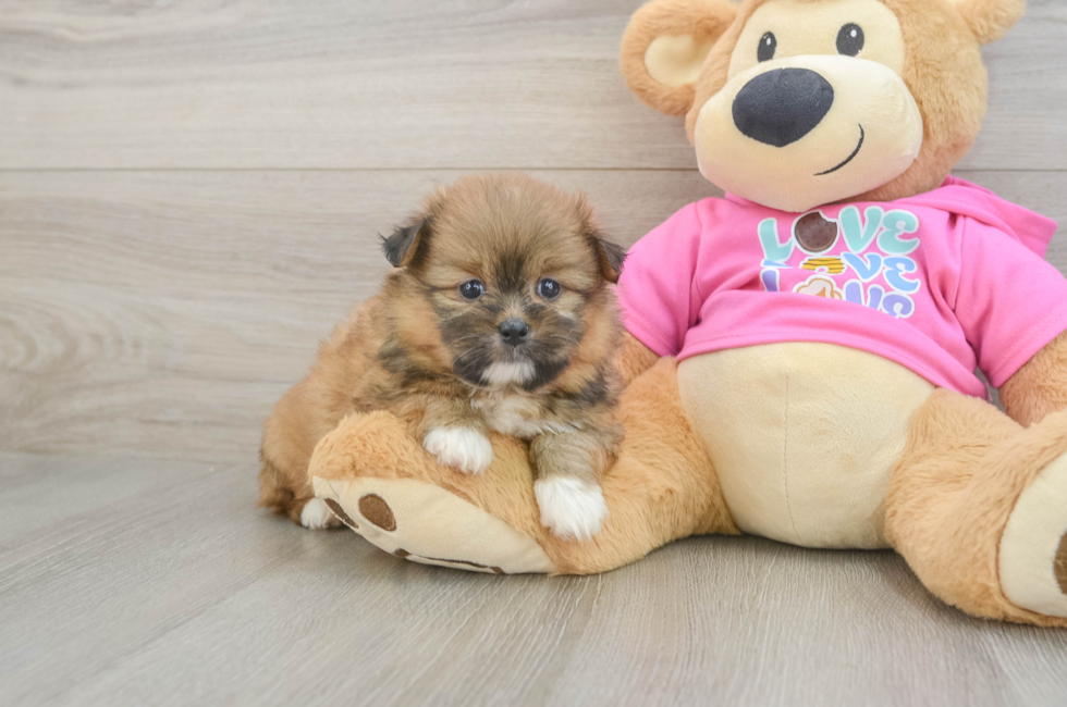 5 week old Shih Pom Puppy For Sale - Windy City Pups