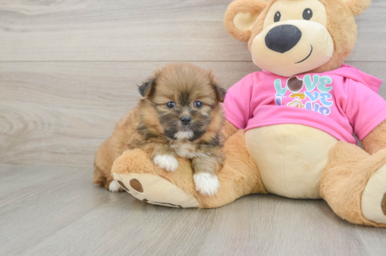 Fluffy Shih Pom Designer Pup