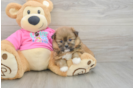 Playful Pomshi Designer Puppy