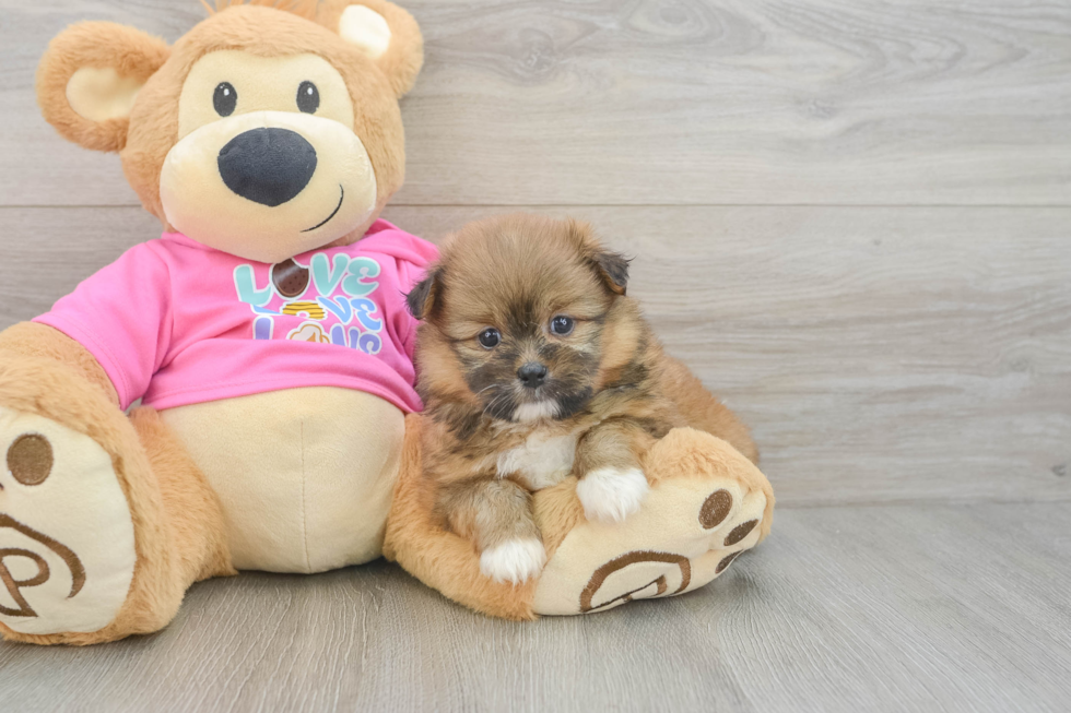 Playful Pomshi Designer Puppy
