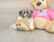 5 week old Shih Pom Puppy For Sale - Windy City Pups