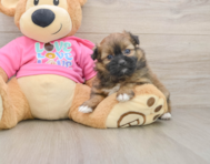 6 week old Shih Pom Puppy For Sale - Windy City Pups