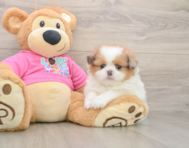 5 week old Shih Pom Puppy For Sale - Windy City Pups