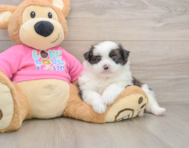 5 week old Shih Pom Puppy For Sale - Windy City Pups