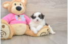Small Shih Pom Baby