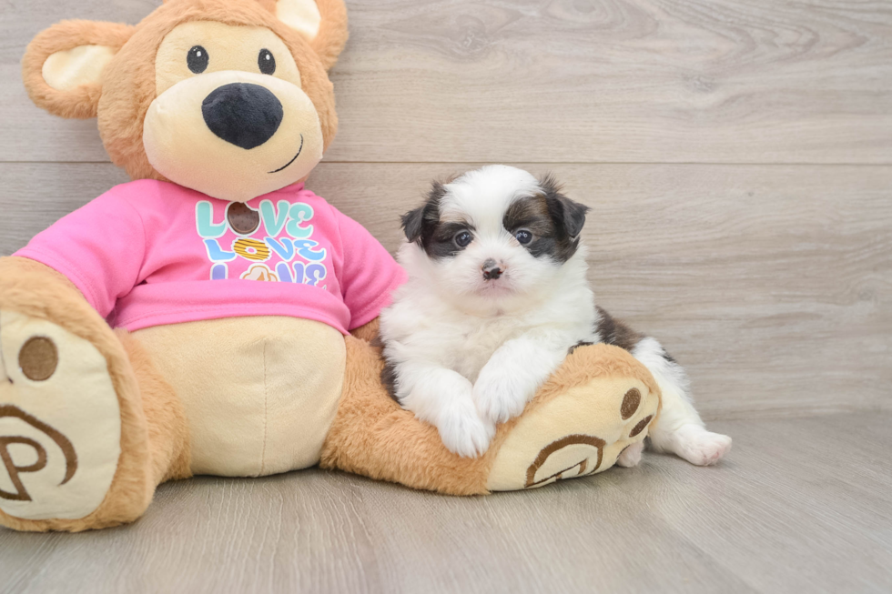 Small Shih Pom Baby